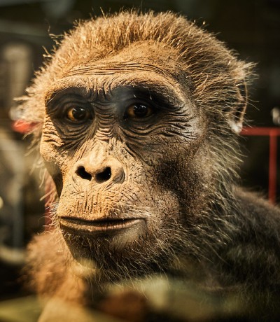 Sonntagsführung «Zeitreise Evolution»