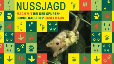 Nussjagd - Mach mit bei der Spurensuche nach der Haselmaus