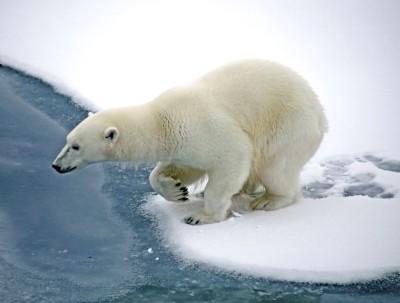 Eisbär trifft Pinguin? Wer lebt wo?