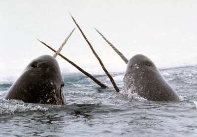 Felle, Fische, Flossen
